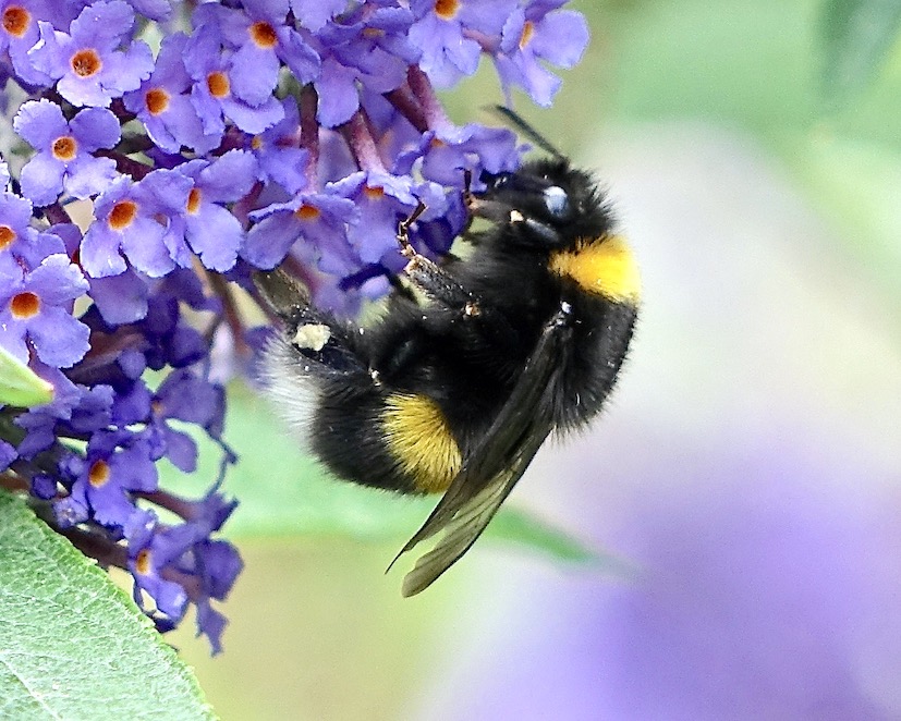 bumblebee